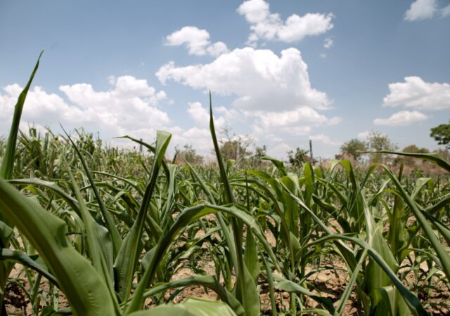 corn in a field